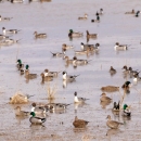 mixed flock of mallard and pintail ducks resting in wetlands
