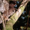 a brown and white-spotted owl lands on a mossy tree branch with its wings outstretched.