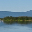 white birds on a body of water with a snow capped mountain in the background
