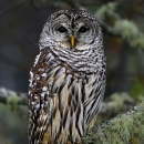A brown owl with white streaks and spots sits in a tree with green moss and needles.