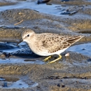A small tan and white bird with a black beak and yellow legs stands in sandy puddles