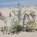 green plant with purple flowers in sand dune