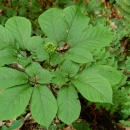 A green leafy plant on the forest floor