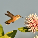 Rufous hummingbird sipping nectar from a showy milkweed flower