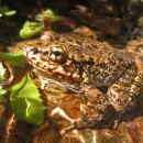 A tan and brown frog sits on a rock in a creek