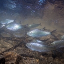 Dozens of silver fish swim over a rocky stream bed. 