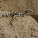 A lizard with a long tail and alternating tan an dark brown stripes perches on a rock. 