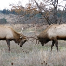 Two large bull elk standing head to head clash antlers in a grassy field