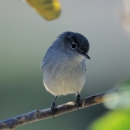 Blue and white bird sits on tree branch
