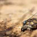 Juvenile tortoise with a wire attached to the shell sits in sand