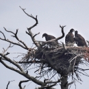 bald eagle adult and juveniles in tree
