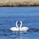 Trumpeter swans in a courtship display on Lower Red Rock Lake at Red Rock Lakes National Wildlife Refuge.