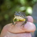 a hand holding a frog