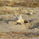 a kit fox lays outside its burrow. The burrow is a hole in the dusty ground. 