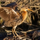 A brown bird standing on a rock spreading its wings