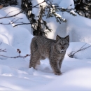 A wild cat called a lynx stands alone in the snow.