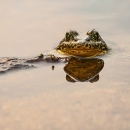 the head of a mountain yellow-legged frog pops out of the water of a lake in afternoon sun