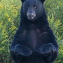 A black bear stands on its hind legs, facing camera.