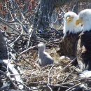 Two adult bald eagles with young in the nest