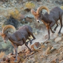 two male desert bighorn sheep run down a rocky slope, their curving horns glowing in the afternoon sunlight