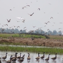 Geese stand in lower foreground while ducks and geese fly overhead at Sacramento National Wildlife Refuge in California