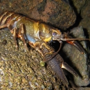 Underwater close up of a Shasta crayfish resting on a rock.