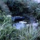 Interdunal wetlands are important freshwater habitats that sustain a variety of wildlife even through periods of drought