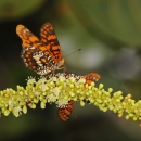 Butterfly with orange, brown, and white wings perched perched on a flower head gathering nectar with another butterfly on the backside of the flower head. 
