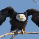 A large bird with brown-black body, white head and hooked yellow beak and talons set to take off from a branch