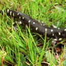 California tiger salamander on grass