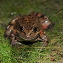 a brownish red frog with black stripes and spots stared into the camera