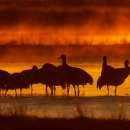 Cranes loafing in wetlands