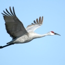 A large gray bird with white face, red crown of its head and black bill flying with its wings and body fully outstretched
