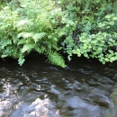 streambank with ferns