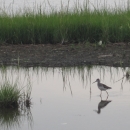 A wading shorebird skirts the refuge marshes