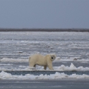 A polar bear walks across ice, with the shore in the background.