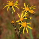 a yellow flower shaped like a star and lanky stems