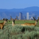 Three antlered mule deer standing amid prairie vegetation with the Denver skyline and the Rocky Mountain as a backdrop