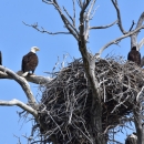 Nesting Eagles 