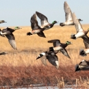 A dozen brown, gray and white ducks flying low over brown grassland with water running through it
