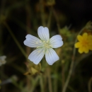 A small white flower with five petals.