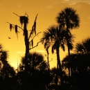Tropical trees that look like palm trees silhouetted in front of a light orange glowing sky as the sun rises