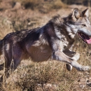 A Mexican wolf running