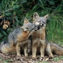 Island foxes 