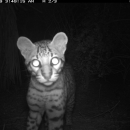 A curious young wildcat approaches a remote-action trail camera at night at Laguna Atascosa National Wildlife Refuge in Texas.