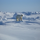 A white polar bear prowls the snowy Alaska coast at Arctic National Wildlife Refuge.