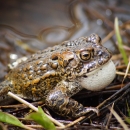 a wart-covered olive green toad can be seen croaking at the edge of a pond