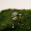 A small stripped mussel shell sits on a mossy green ball. 