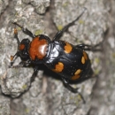 A black beetle with four red-orange markings on a rocky surface