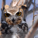 A great horned owl perched on a tree with enlarged pupils stares intently at the camera.
